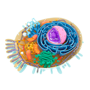 "Cell structure